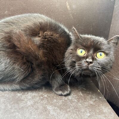 Bild vergrößern: Blacky