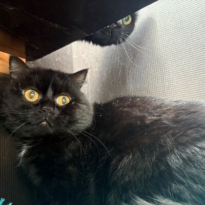Bild vergrößern: Tyson