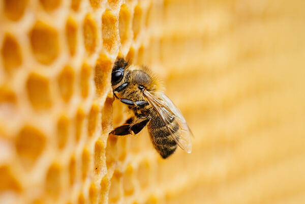 Macro photo of working bees on honeycombs. Beekeeping and honey 