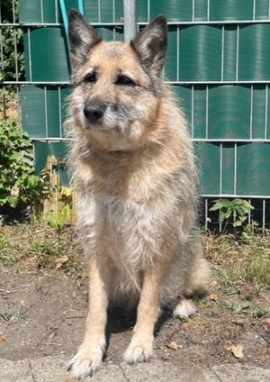 Bild vergrößern: Phoebe