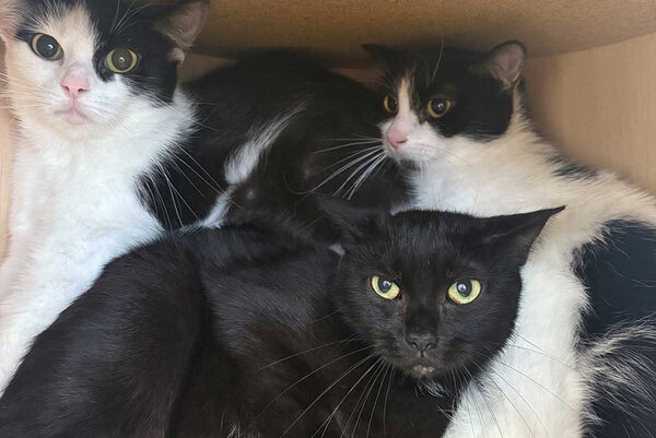 Tiere-der-Woche---Katzen