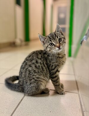 Bild vergrößern: Kitten