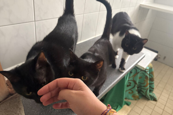 Tiere der Woche - Katzen Update