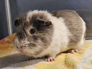 Bild vergrößern: Toto