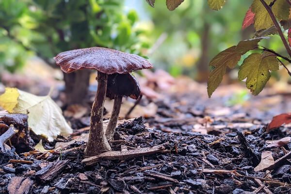 Ein Pilz in Herbstumgebung