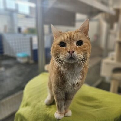  Tier der Woche Casimir