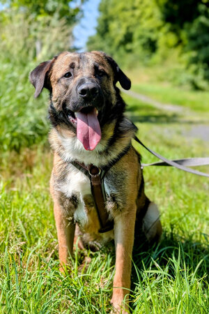 Bild vergrößern: Buddy-3