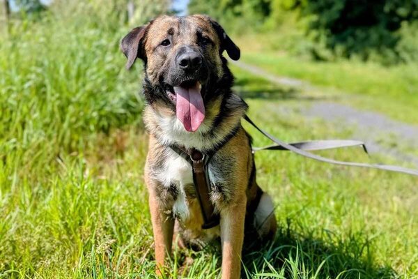 Tier-der-Woche-Buddy