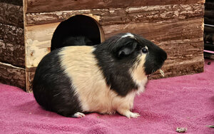 Bild vergrößern: Pokus-(2)