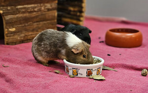 Bild vergrößern: Teddy