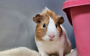 Bild vergrößern: Werner