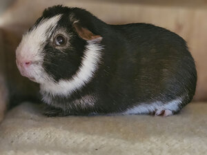 Bild vergrößern: Hokus-(2)