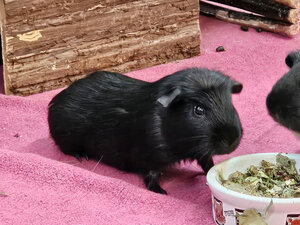 Bild vergrößern: Milo