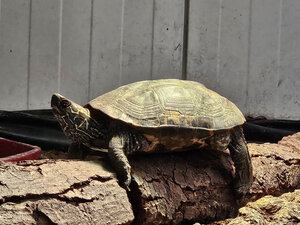 Bild vergrößern: Dreikiel