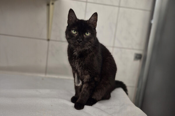 Tier-der-Woche_Schröder