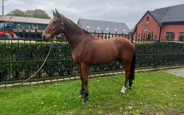 Brauner-Wallach-Bild-1