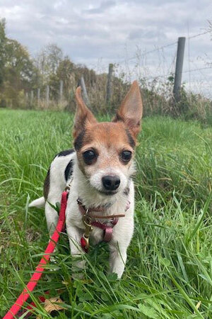 Bild vergrößern: Pixie