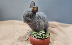 Bild vergrößern: Nuss