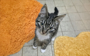 Bild vergrößern: Spaxx