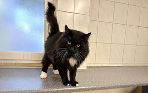 Bild vergrößern: Horst