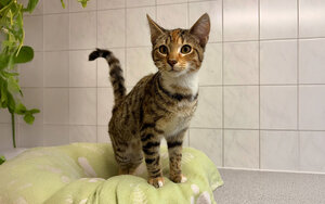 Bild vergrößern: Ilse