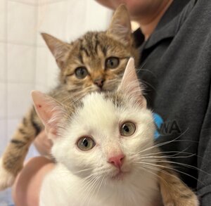 Bild vergrößern: Pat Patachon