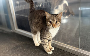 Bild vergrößern: Hänsel