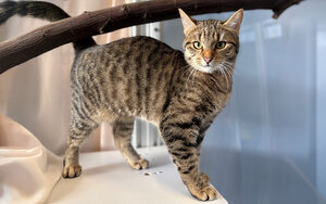 Bild vergrößern: Gretel