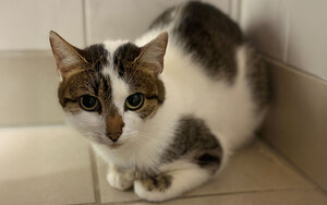 Bild vergrößern: Gertrud