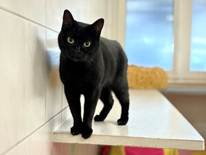 Bild vergrößern: Sophie