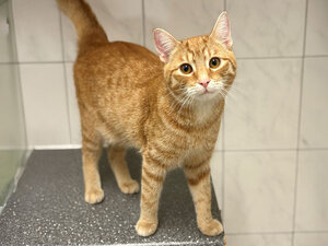 Bild vergrößern: Karotte