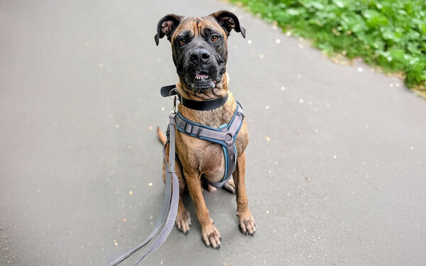 Tier-der-Woche-Flash