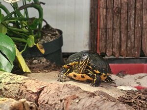 Bild vergrößern: Amelia