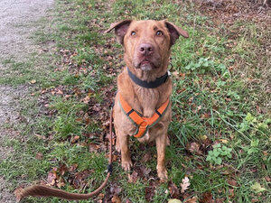 Bild vergrößern: Nandoo