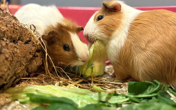 Tiere-der-Woche---Meerschweinchen