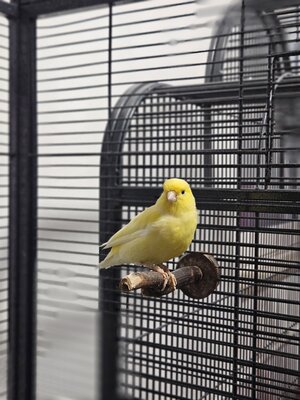 Bild vergrößern: Kanarienvogel