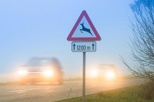 Verhalten bei Wildwechsel – Unfall-Gefahr jetzt groß