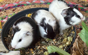 Bild vergr&ouml;&szlig;ern: Max,-Moritz-und-Ribby