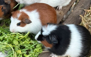 Bild vergr&ouml;&szlig;ern: Popcorn-und-Skittles