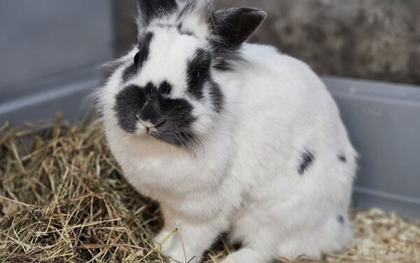 Tier-der-Woche---Hasi