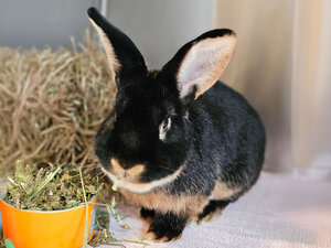 Bild vergr&ouml;&szlig;ern: Günther