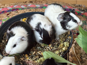 Bild vergr&ouml;&szlig;ern: 3674_11244_1_m