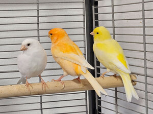 Bild vergr&ouml;&szlig;ern: Kanarienvögel