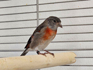 Bild vergr&ouml;&szlig;ern: Kapuzenzeisig