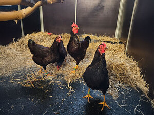 Bild vergr&ouml;&szlig;ern: 3674_11276_1_m