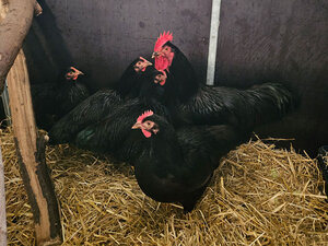 Bild vergr&ouml;&szlig;ern: Hühnergruppe-2