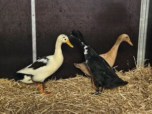 Bild vergr&ouml;&szlig;ern: Laufenten