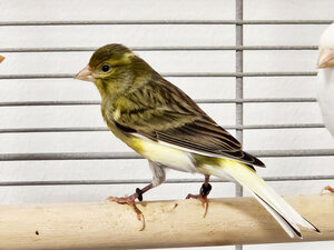 Bild vergr&ouml;&szlig;ern: Professor-Botanicus