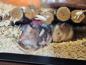 Bild vergr&ouml;&szlig;ern: Farbmäuse