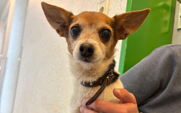 Tier-der-Woche---Pixie